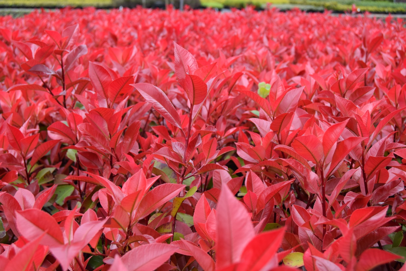 Photinia x fraseri 'Red Robin'